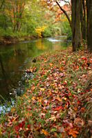 Foliage - Saugus River near Pranker's Pond