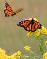Monarch Butterflies, near Saugus River.